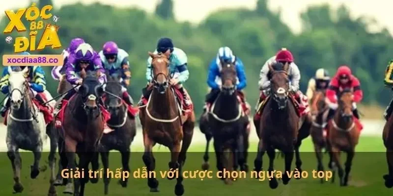 Giải trí hấp dẫn với cược chọn ngựa vào top